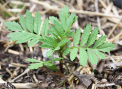 Tagetes patula seedlings